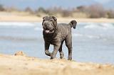 SHAR-PEI 718